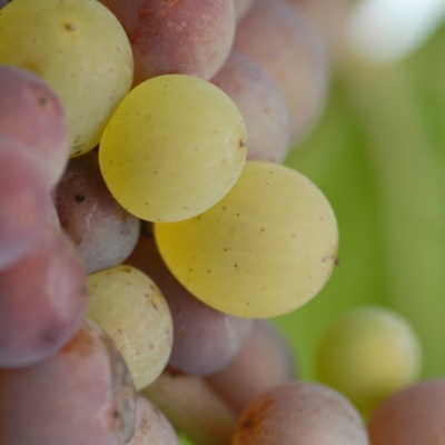 Mutation von Grauburgunder zu Weisburgunder ANT 0934